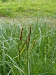 Carex aquatilis