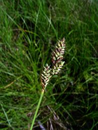 Carex buxbaumii
