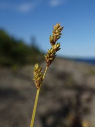 Carex canescens