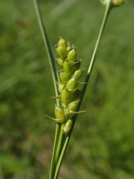 Carex conoidea