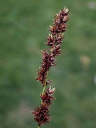 Carex diandra