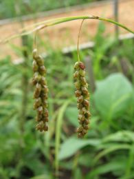 Carex gracillima