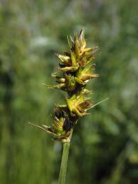 Carex gravida