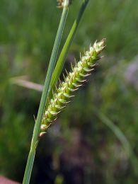 Carex haydenii