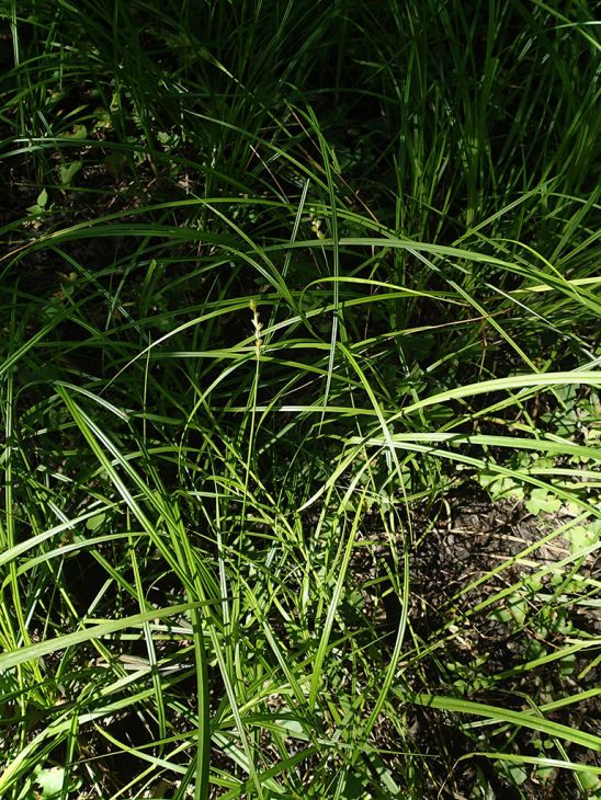 Carex tribuloides Awl-fruited Oval Sedge | Prairie Moon Nursery