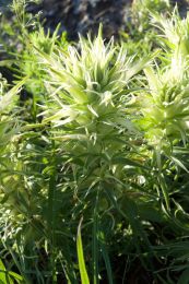 Castilleja sessiliflora