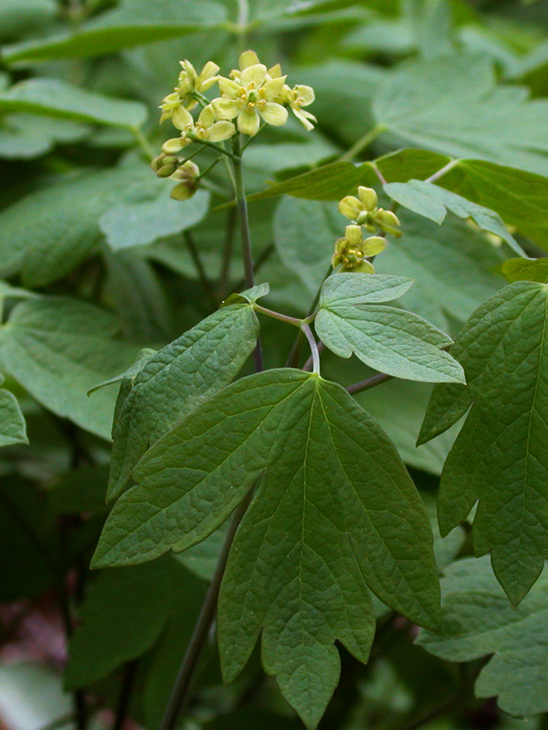 Blue Cohosh Blue Cohosh