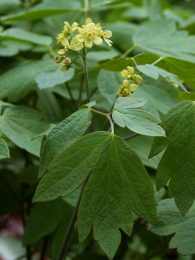 Caulophyllum thalictroides