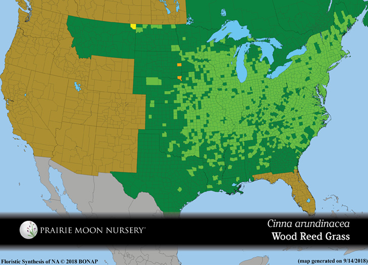 Cinna arundinacea - Wood Reed Grass