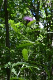 Cirsium altissimum