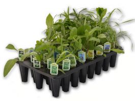 Classic Tallgrass Prairie Garden Kit