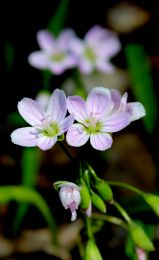 Claytonia virginica