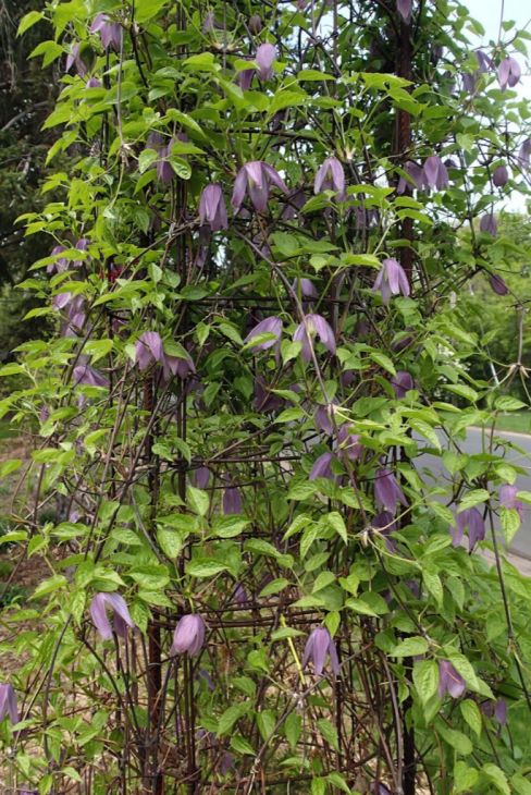 Clematis occidentalis Purple Clematis | Prairie Moon Nursery