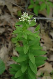 Comandra umbellata