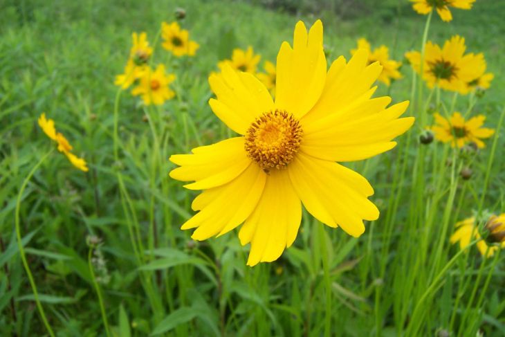 Coreopsis lanceolata Lance leaf Coreopsis Prairie Moon Nursery