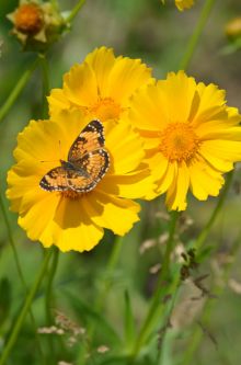 Coreopsis lanceolata