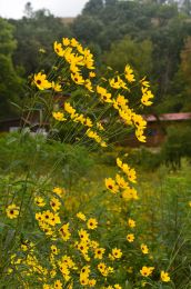 Coreopsis tripteris