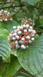 Cornus rugosa