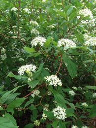 Cornus stolonifera