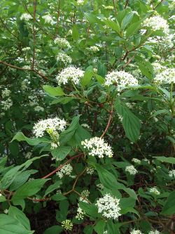 Cornus stolonifera