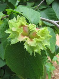 Corylus americana