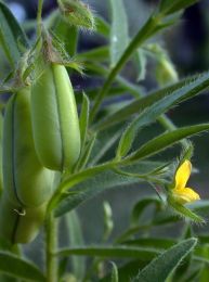 Crotalaria sagittalis