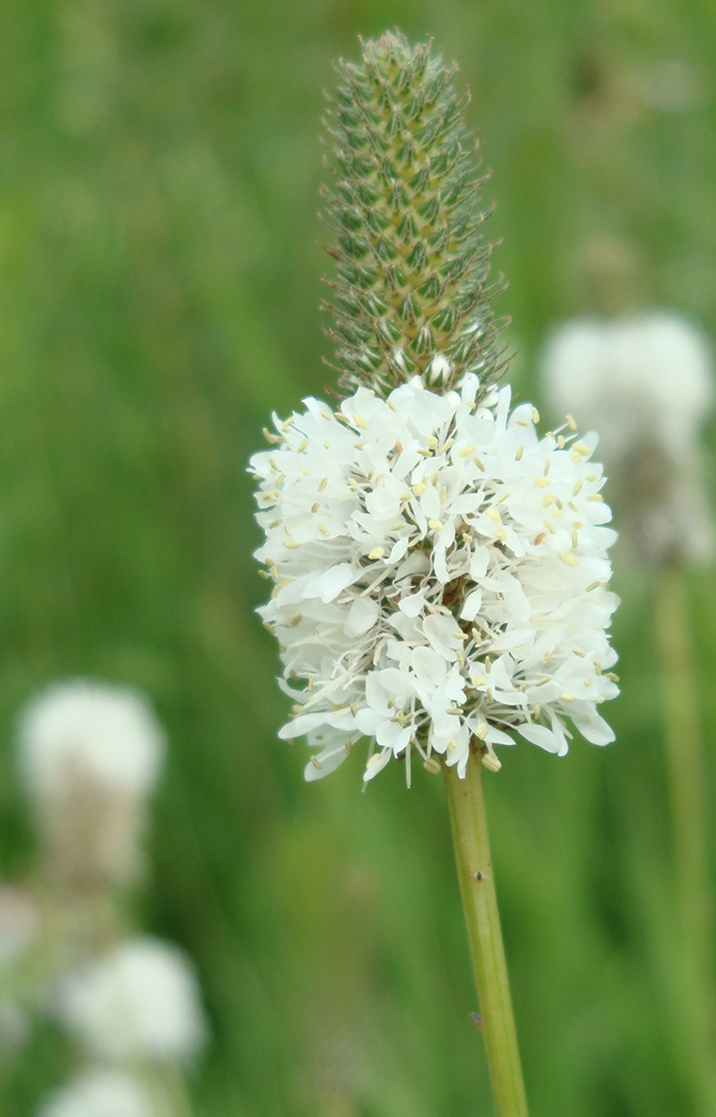 Dalea candida White Prairie Clover | Prairie Moon Nursery