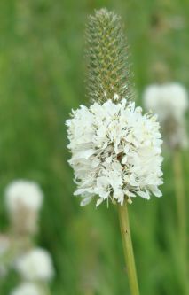 Dalea candida