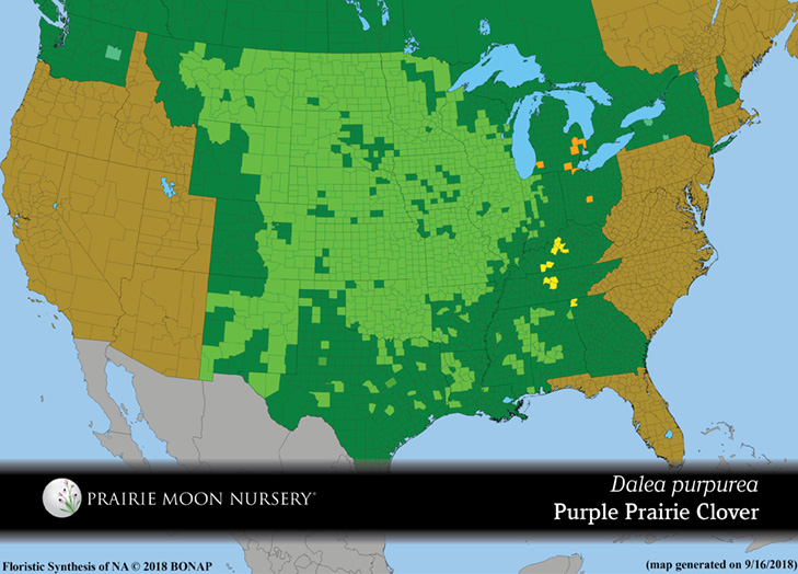 Dalea purpurea - Purple Prairie Clover