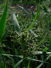 Panicum oligosanthes