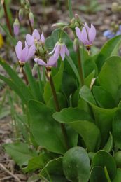 Dodecatheon amethystinum