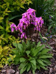 Dodecatheon pulchellum