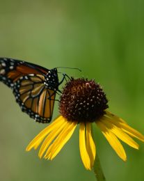 Echinacea paradoxa