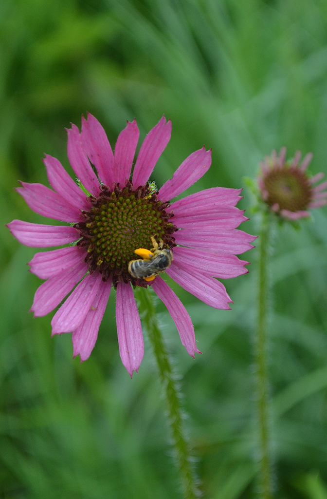 Tn Coneflower