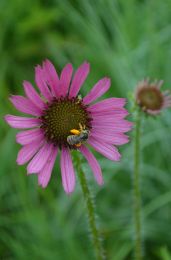 Echinacea tennesseensis