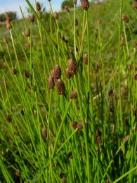 Eleocharis obtusa