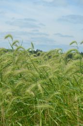 Elymus canadensis