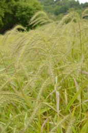 Elymus riparius