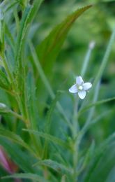 Epilobium coloratum