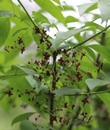 Euonymus atropurpureus