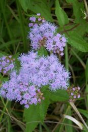 Conoclinium coelestinum