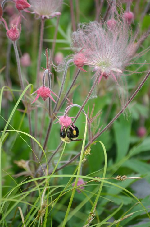 16+ Prairie Smoke Plants