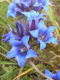 Gentiana puberulenta