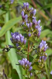 Gentianella quinquefolia