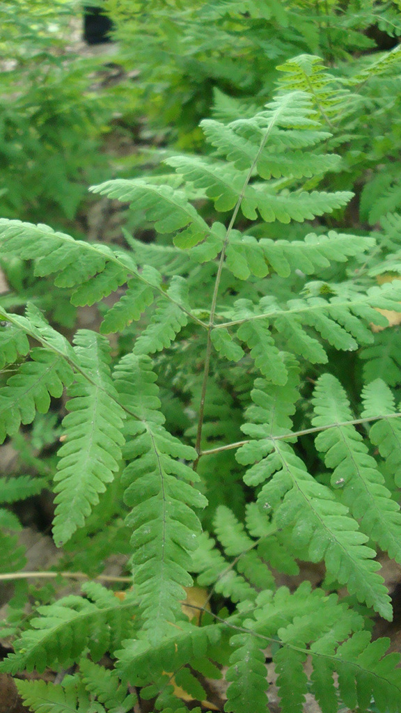 Gymnocarpium dryopteri   s Oak Fern | Prairie Moon Nursery