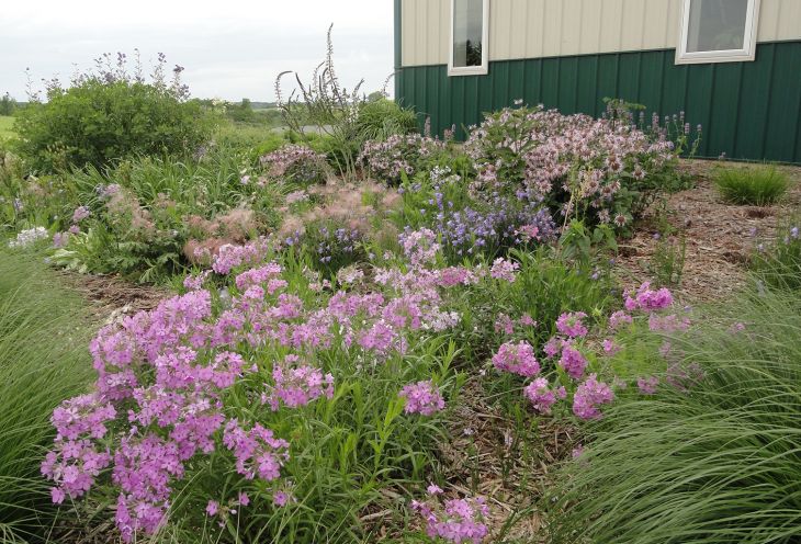 Campanula rotundifolia Harebell | Prairie Moon Nursery