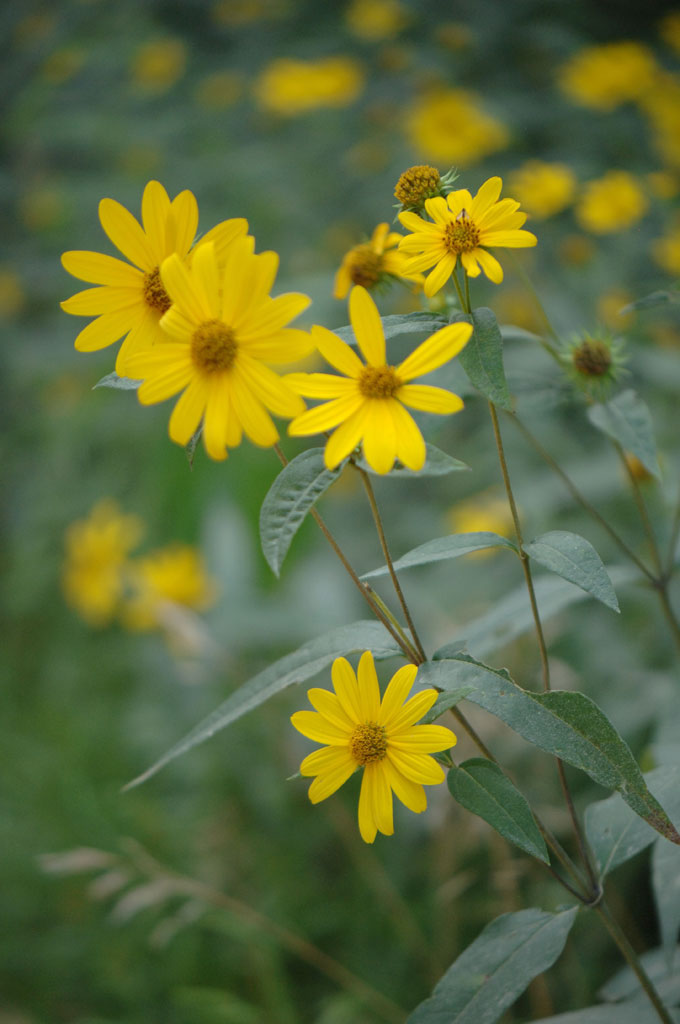 Helianthus divaricatus Woodland Sunflower Prairie Moon Nursery