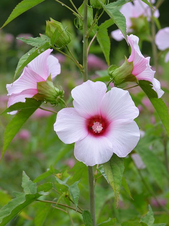 Hibiscus laevis Rose Mallow | Prairie Moon Nursery