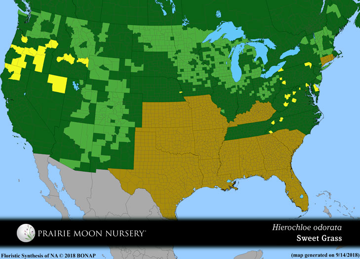 Hierochloe odorata, Wild Sweetgrass