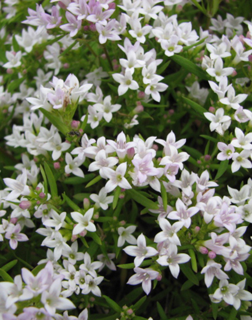 Houstonia longifolia Longleaf Bluets Prairie Moon Nursery